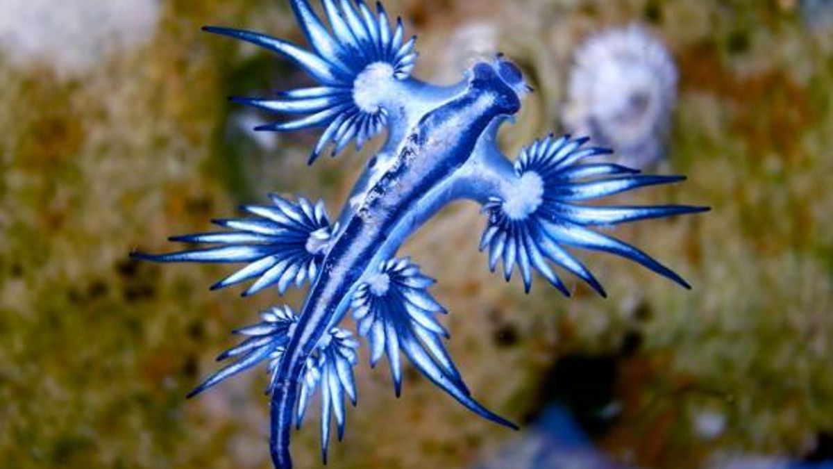 El dragón azul llega a Catalunya: bandera roja en una playa de Tamarit tras confirmar su presencia