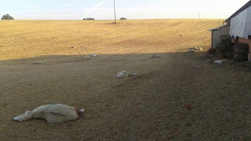 Ovejas muertas en San Miguel Ribera