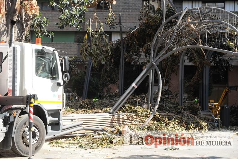 El día después de la caída de la rama del ficus de