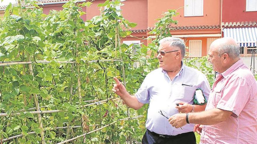 Una treintena de candidaturas para 20 huertos en Benicàssim