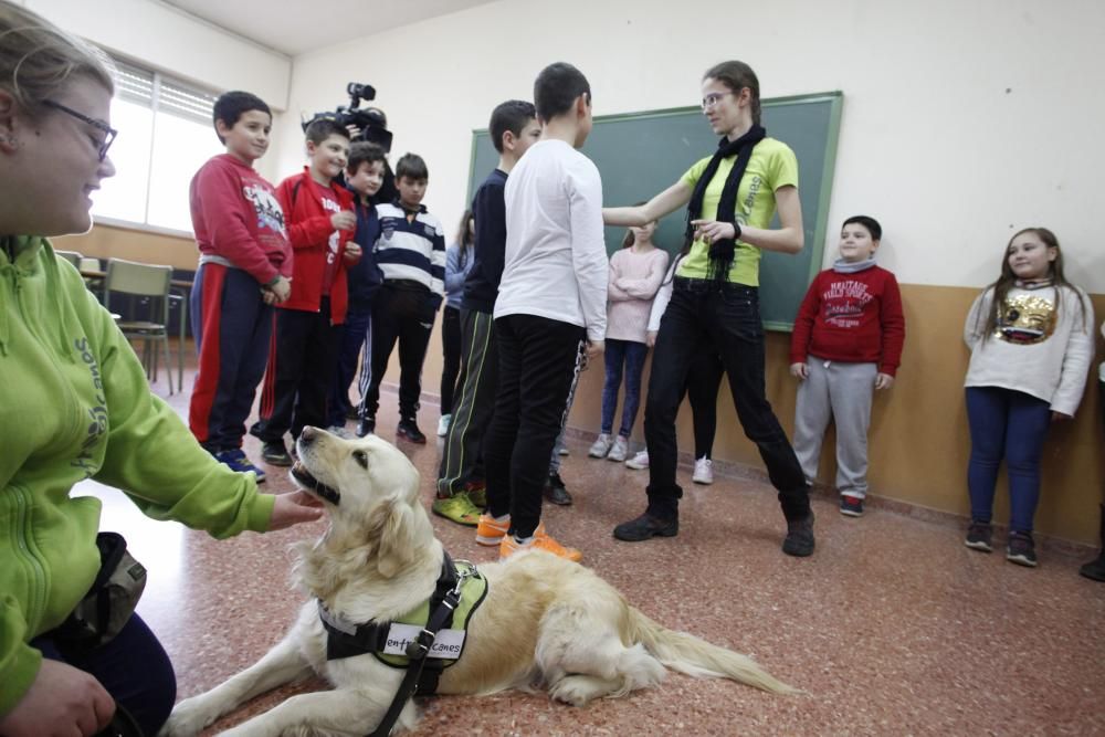 Perros en el CP Tremañes