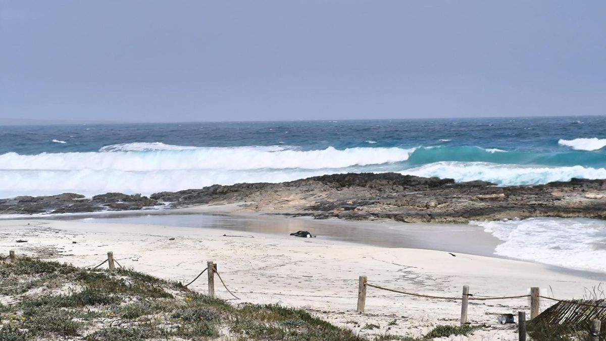 Un cuerpo en una playa de Formentera, en una imagen de archivo