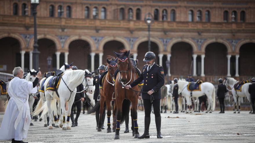 Archivo - Ejemplares de la Unidad de Caballería de la Policía Nacional en la plaza de España