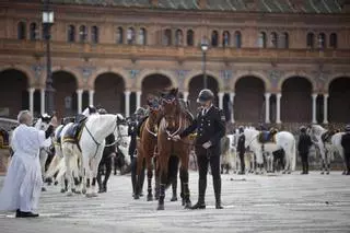 Piden no sacrificar a 'Pomo', el caballo de la Policía Nacional de Sevilla lesionado en servicio