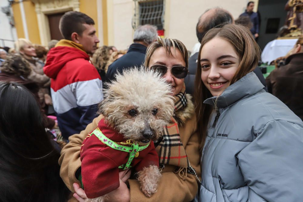 Orihuela celebra San Antón con el concurso de charlatanes, bendición y distinciones