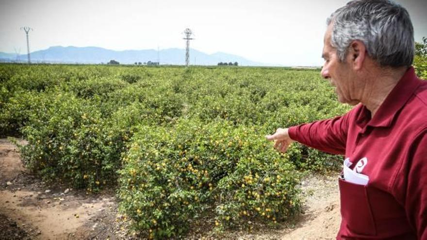 La CHS da un riego de socorro al caudal del Segura y salva los cítricos de la Vega Baja