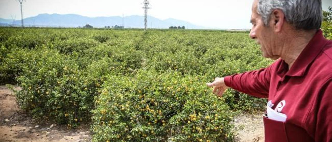 Imagen de una finca de producción de limones de la Vega Baja donde se ha perdido parte de la cosecha por la falta de agua.