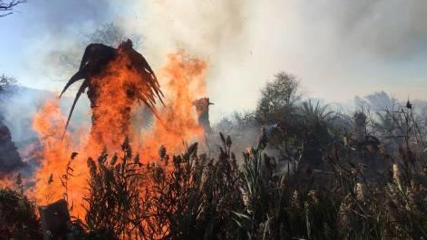 El fuego quema una palmera, ayer en Cullera.