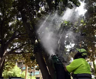 El riego aéreo, una medida contra la deshidratación de los árboles