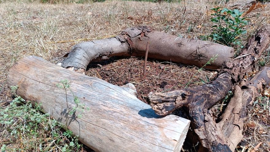 Unos vándalos destruyen una docena de árboles en el cementerio de Sóller