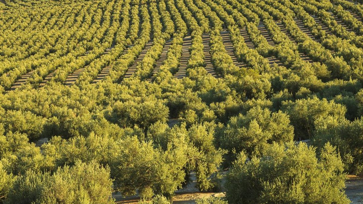 Olivar de Jaén.