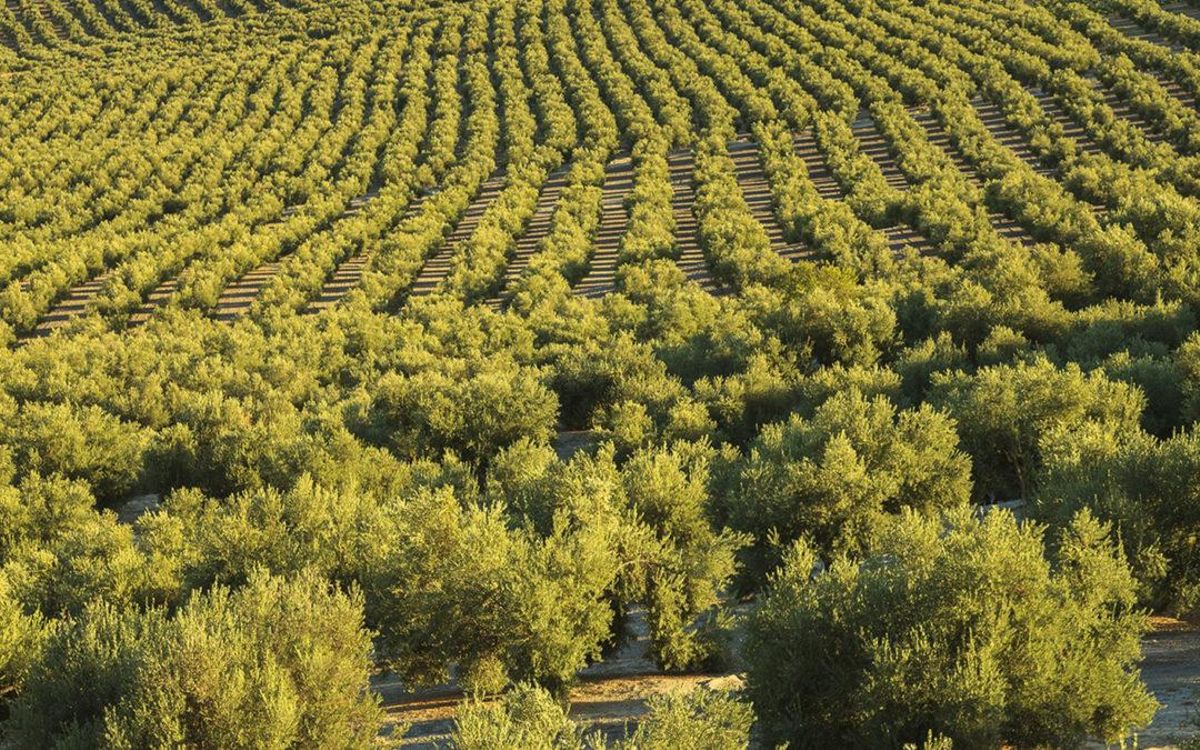 El olivar de Jaén.