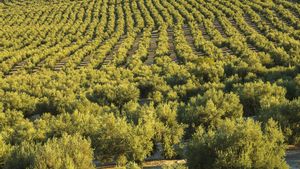 El olivar de Jaén.