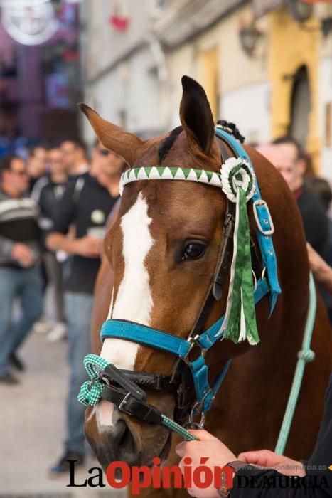 Caballo a pelo Caravaca (Desfile)