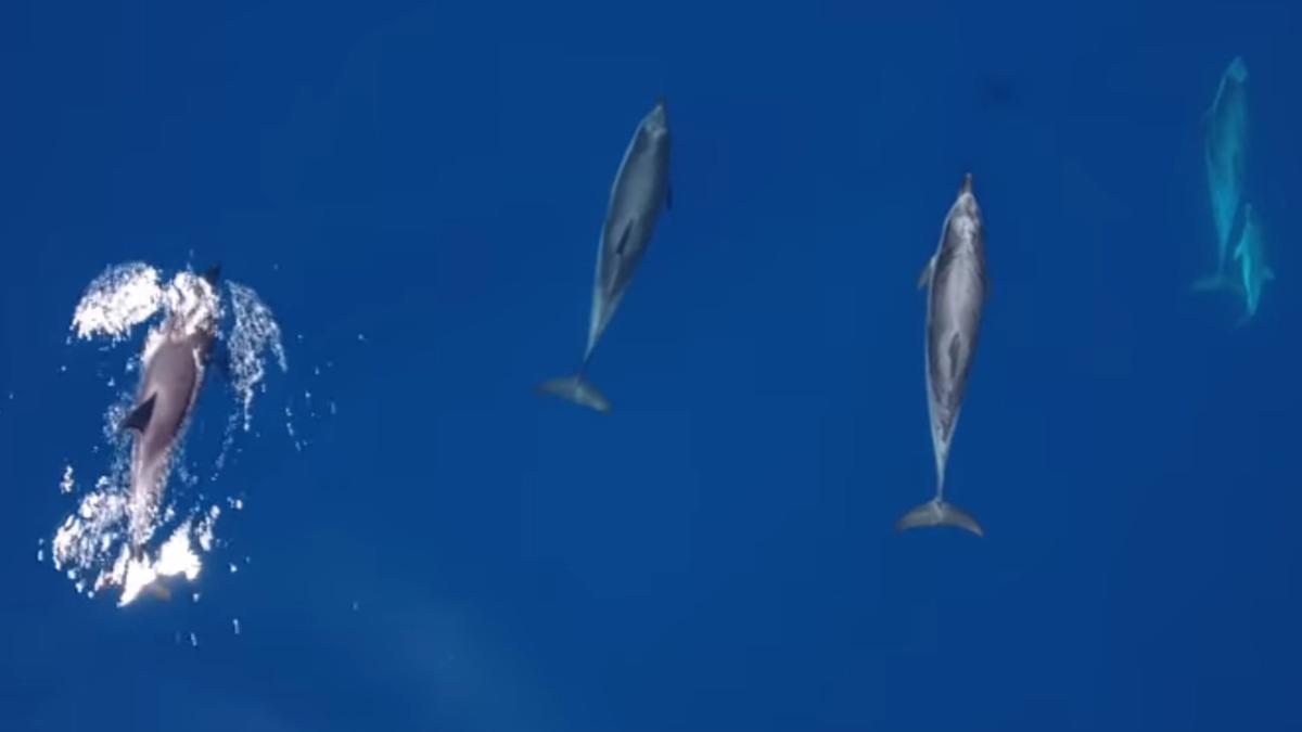 Un vídeo muestra un numeroso grupo de delfines en la Costa Brava