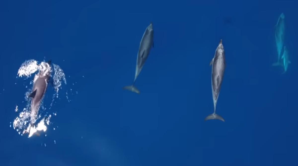dofins