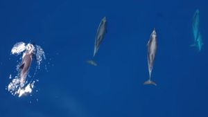 dofins