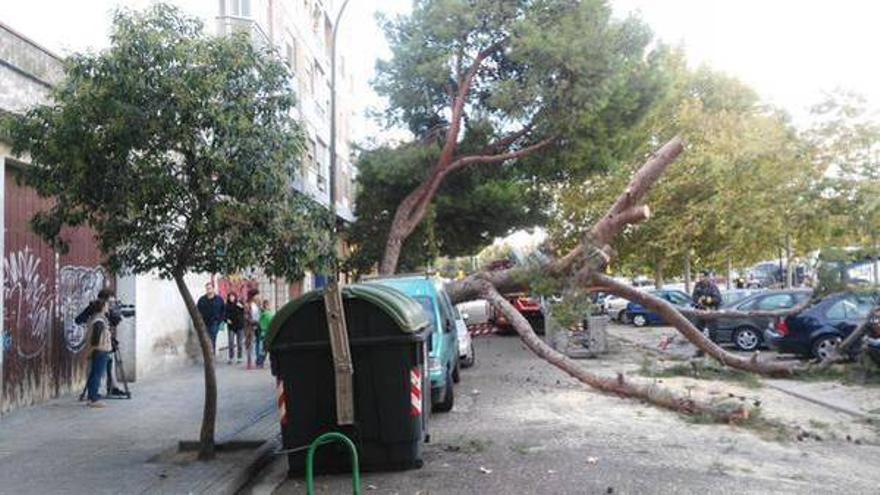 Cae un pino de grandes dimensiones sobre cuatro vehículos en Zaragoza