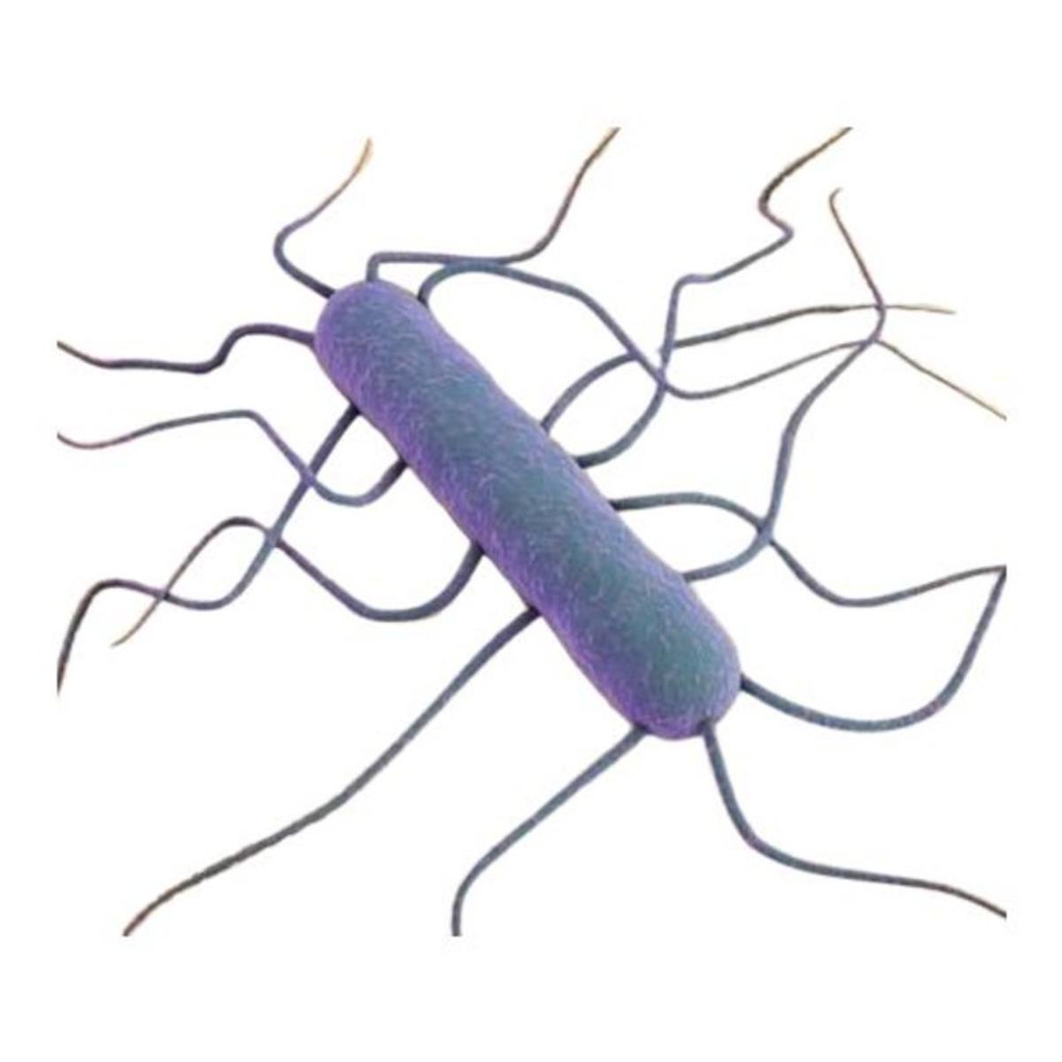 listeria