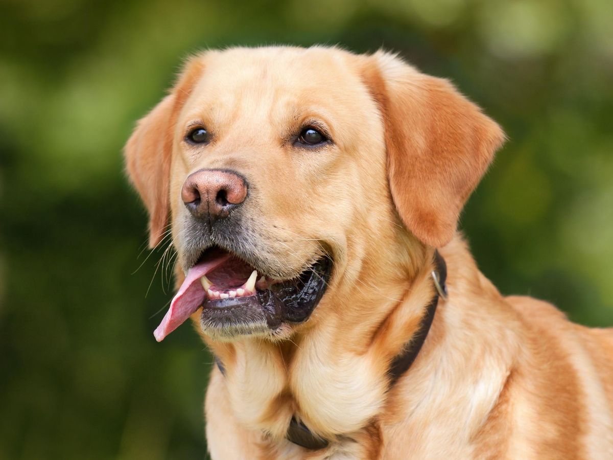 Labrador Retriever.