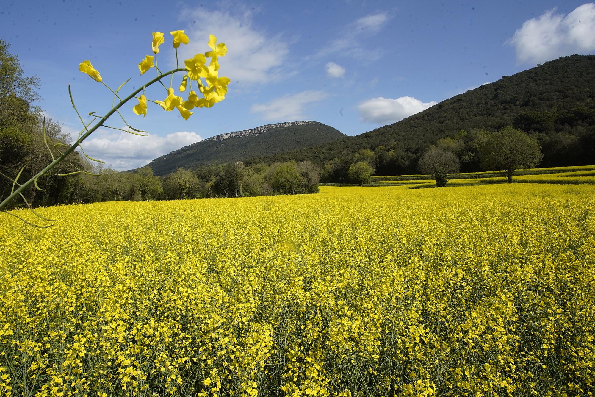 Els camps gironins es tenyeixen de groc