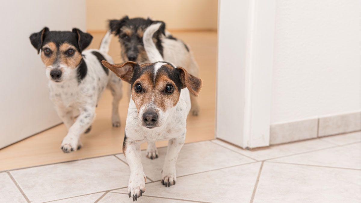 Tres ejemplares de perros Jack Russel Terrier, en una casa.