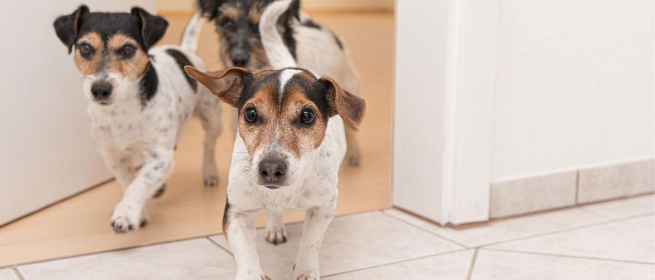 Tres ejemplares de perros Jack Russel Terrier, en una casa.