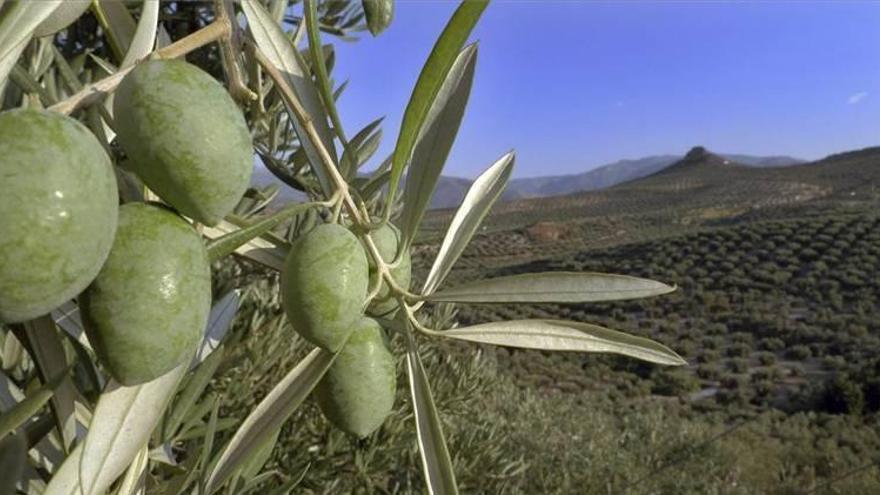 El precio del aceite de oliva registra un ligero repunte