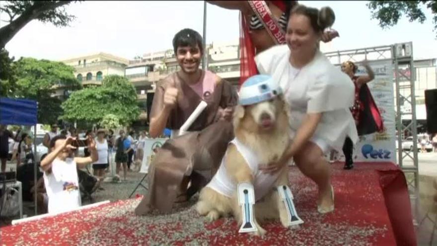 Los disfraces caninos se adueñan del carnaval de Río por un día