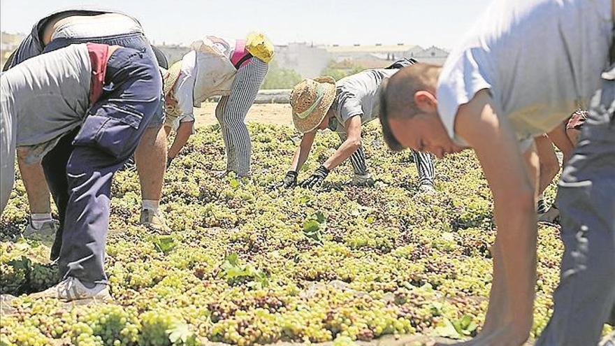 9 de agosto del 2017 Uvas bajo el sol de la Campiña