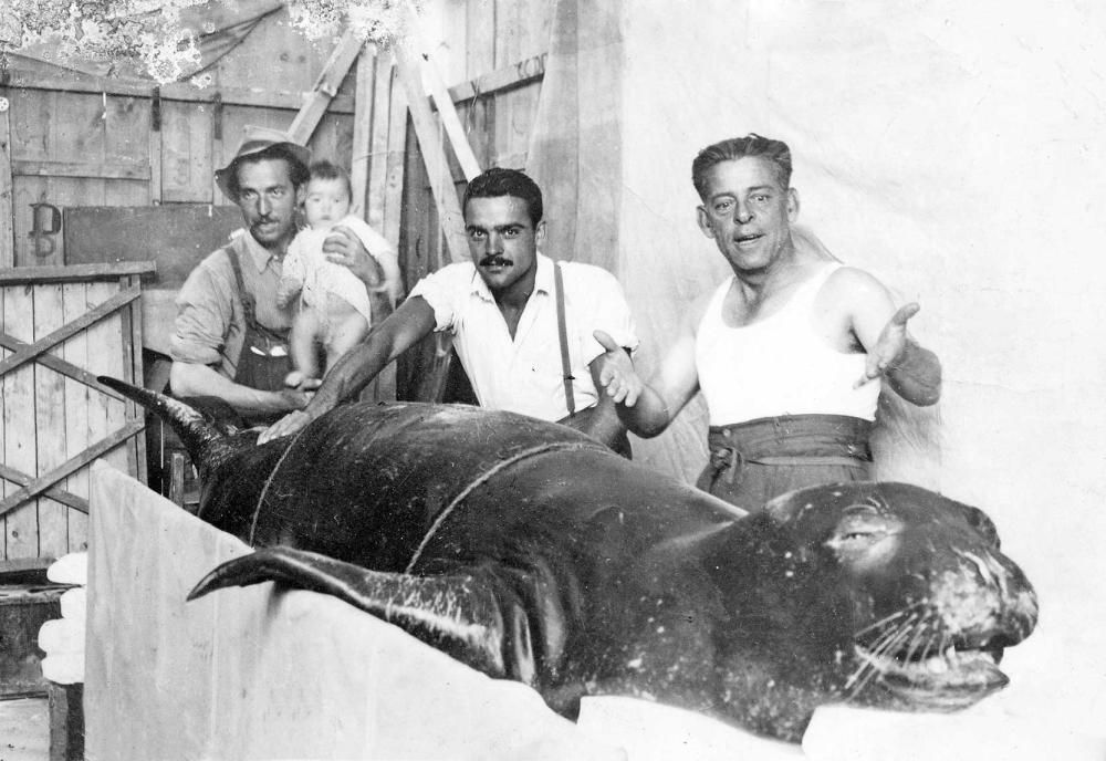 Esta otra se ahogó en una moruna (arte de pesca para serviolas) en Cala Blanca, Menorca, en junio de 1950.