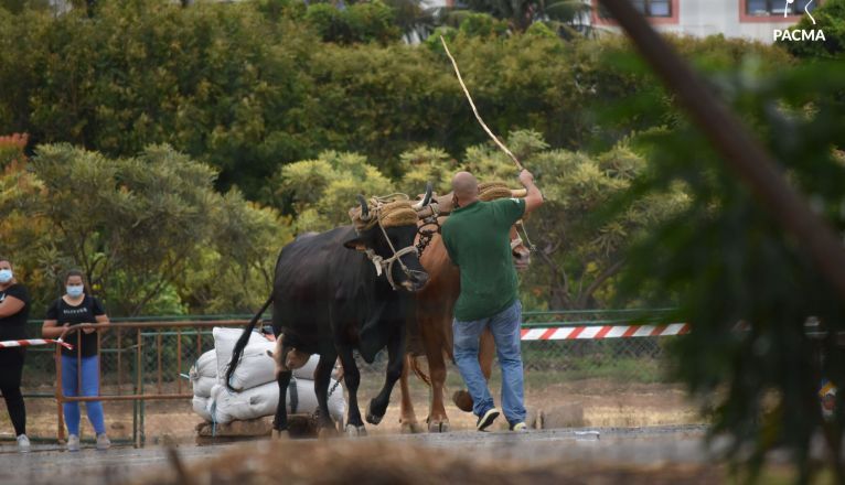 El Pacma presenta una denuncia por presunto maltrato animal en la Gran Final del XXXIII Concurso de Arrastre de la Isla de Gran Canaria