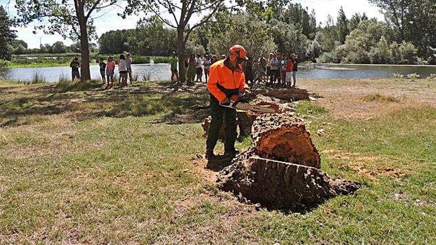 Un operario realiza tareas de desbroce y retirada de árboles en la zona en 2017
