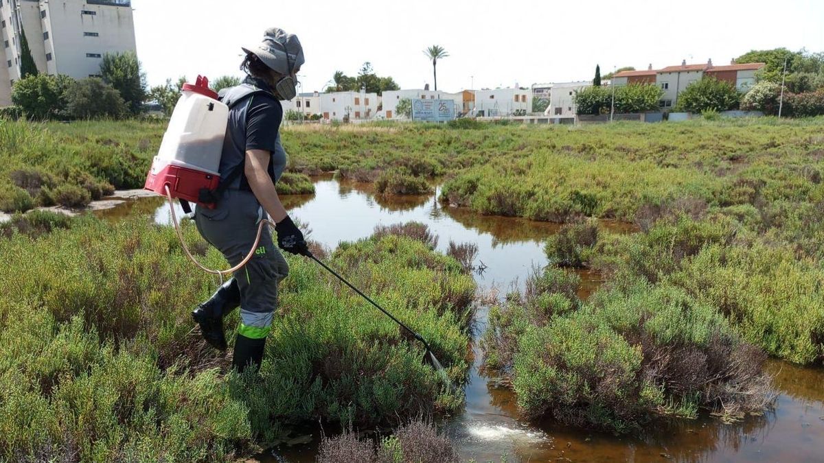Benicàssim intensifica los tratamientos contra los mosquitos