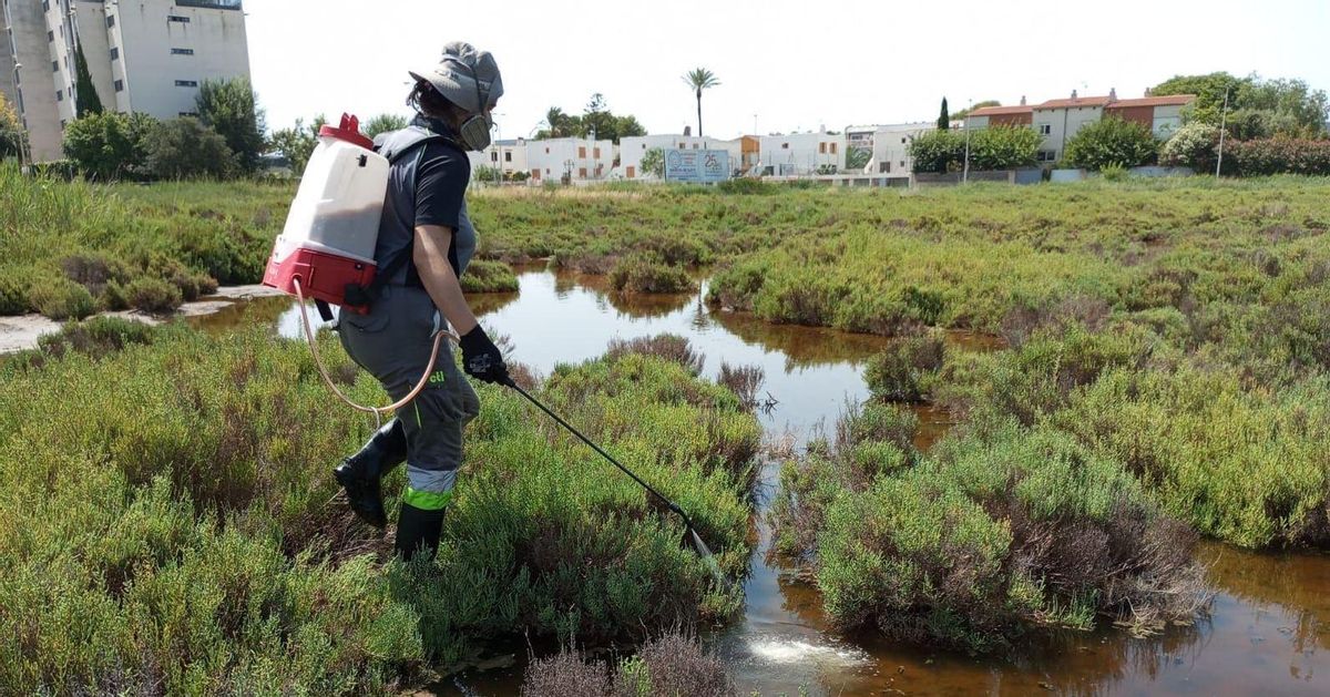 Benicàssim intensifica los tratamientos contra los mosquitos