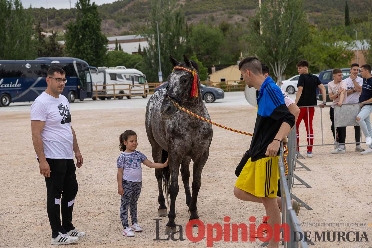 Control veterinario de los Caballos del Vino en Caravaca