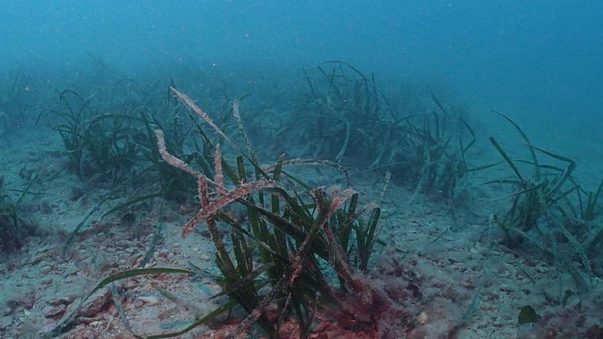 Pradera de posidonia afectada
por un vertido.  Juan Manuel Ruiz / IEO-CSIC