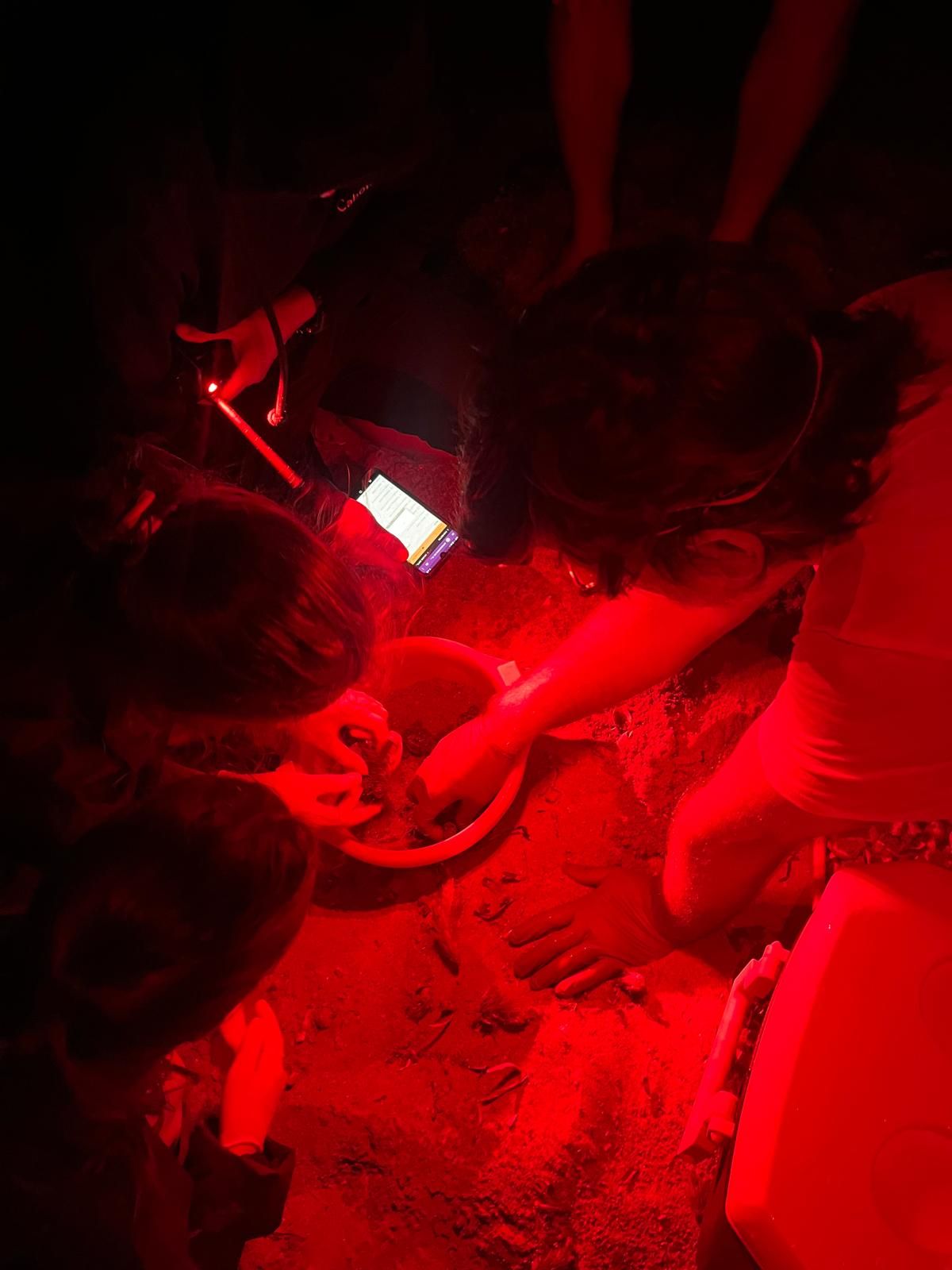 El milagro de la vida en una playa de Dénia: las imágenes del nacimiento de 98 tortugas