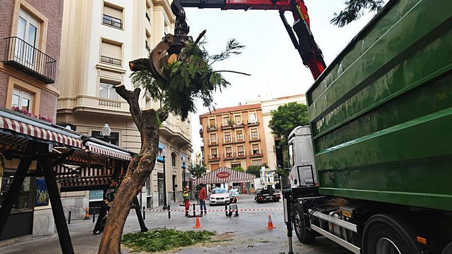 Talan la jacaranda de Santa Catalina | ISRAEL SÁNCHEZ