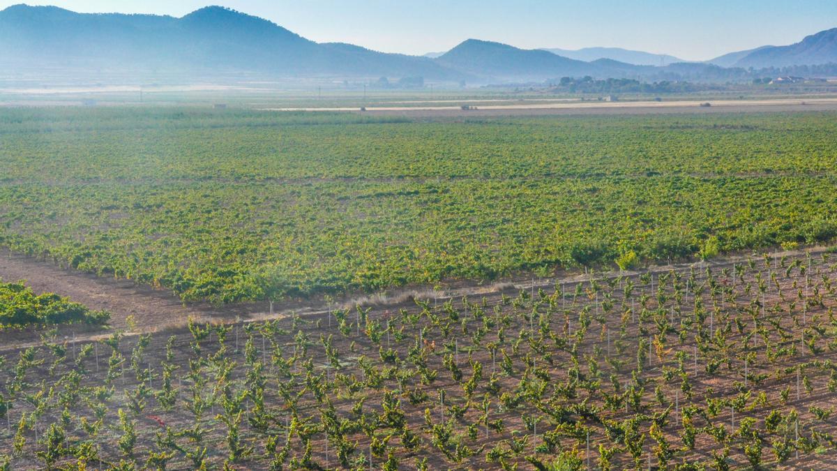 Casi 500 hectáreas en zonas como el valle del Mañán.