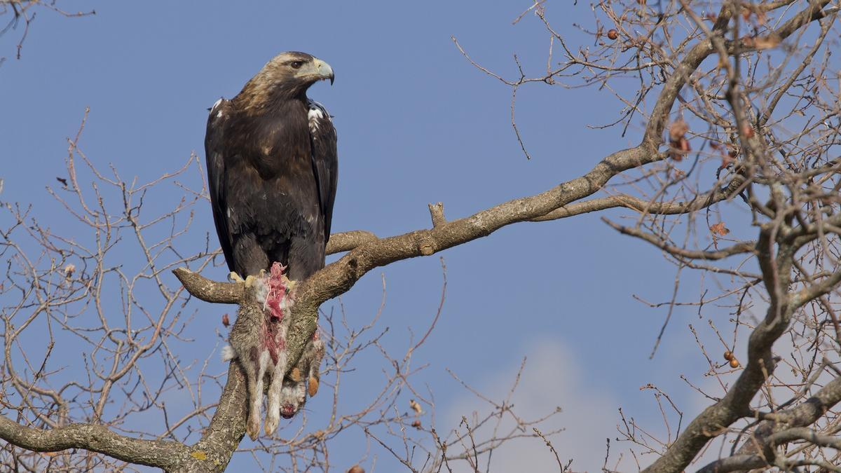 Águila imperial posada en un árbol con una presa.