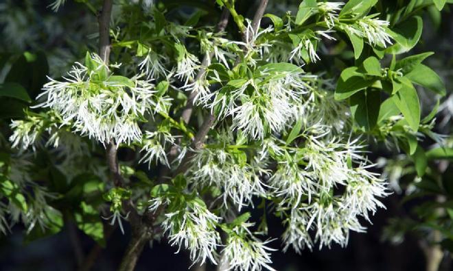 Flores en el Bosque de la Reina