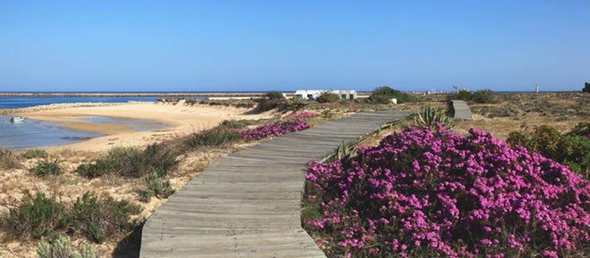 Camino de madera en la Isla Barreta.