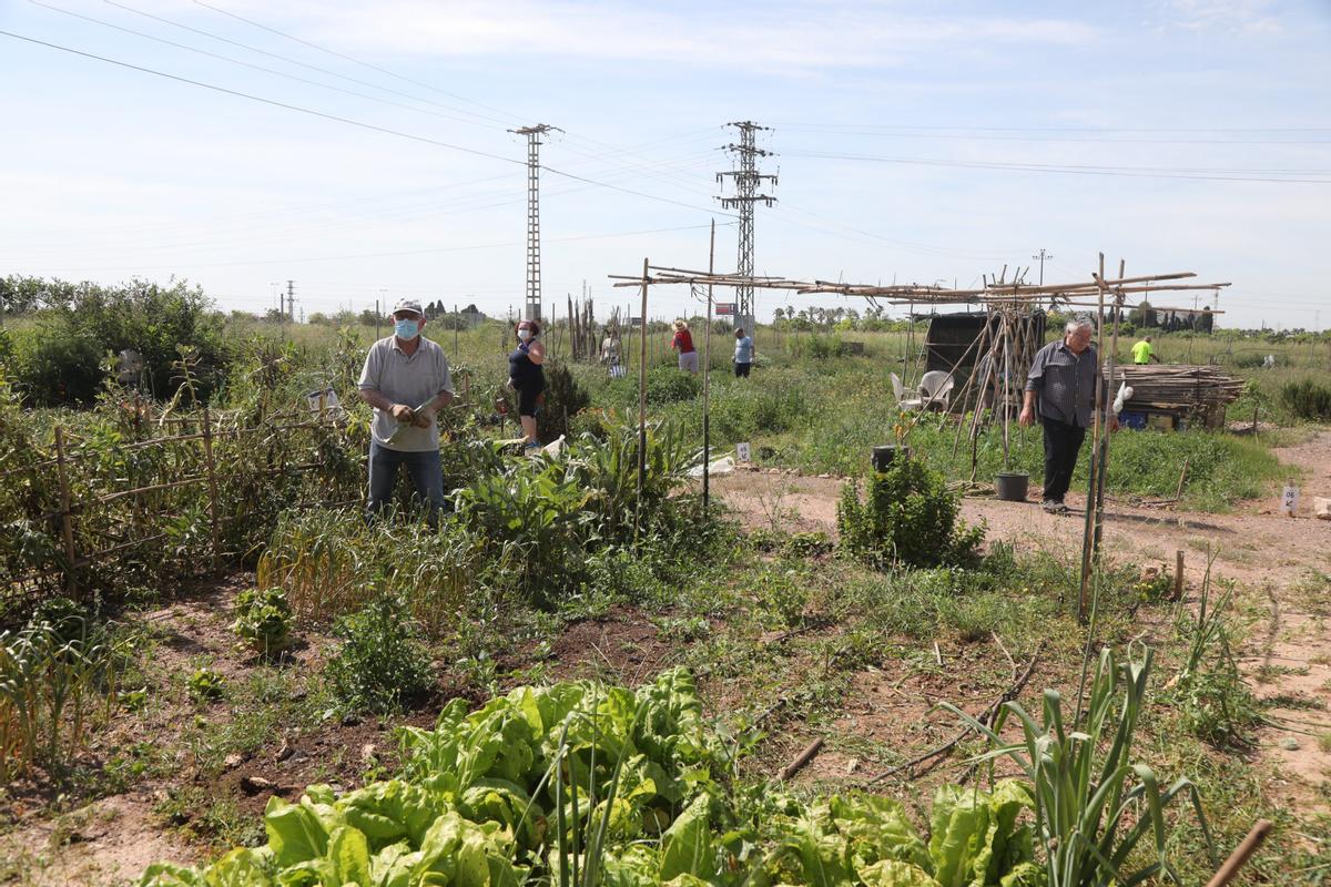 Usuarios del huerto urbano de Fernando el Católico, en Castelló.