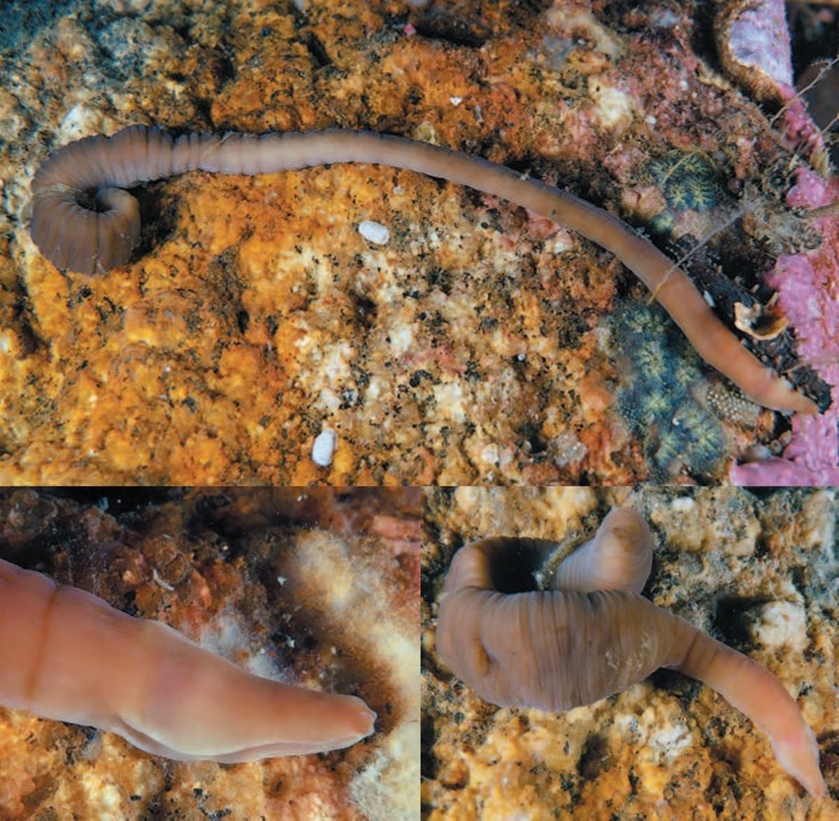Pararosa vigarae