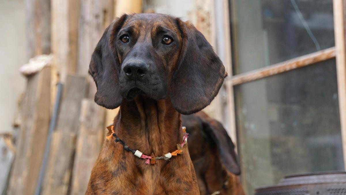 Las razas que menos ladran bloodhound