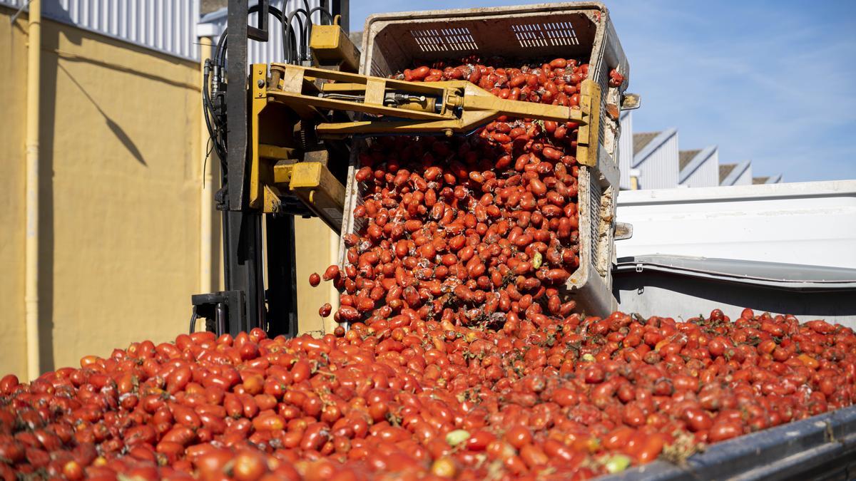 Listos los 120.000 kilos de tomates para la batalla internacional de la Tomatina