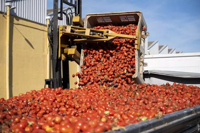 150.000 kilos de tomates ponen rumbo a Buñol para celebrar la Tomatina