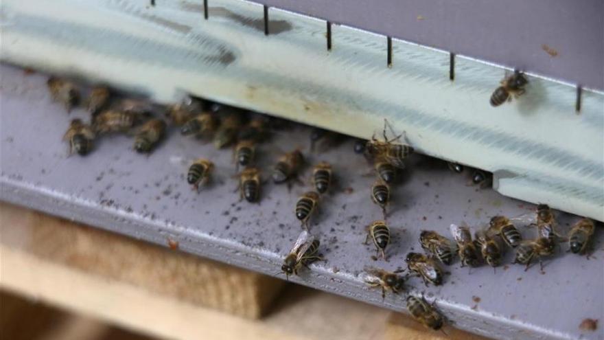 Ataque de abejas: un matrimonio octogenario recibe más de 2.000 picaduras