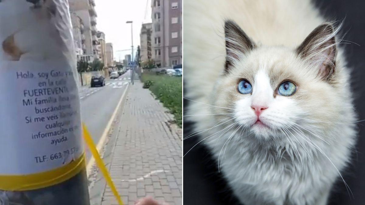 Fotograma del vídeo subido por los jóvenes junto a una imagen de archivo de un gato